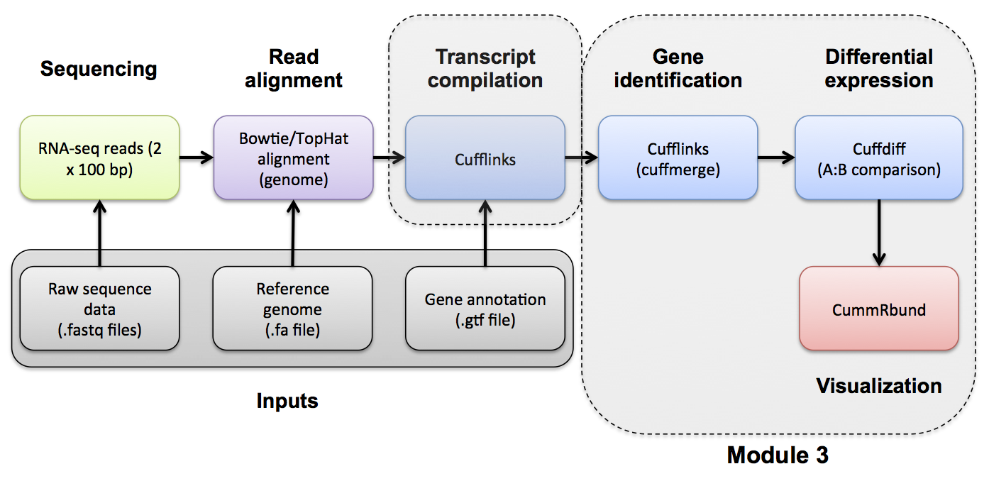 RNA-seq Flowchart - Module 4